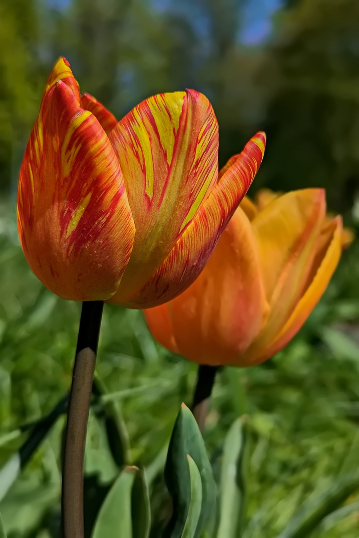 Tulpe mit schöner Färbung.