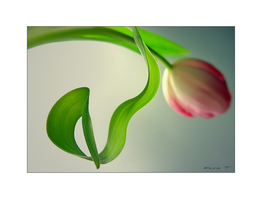 Tulpe mit Schwung