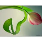 Tulpe mit Schwung