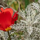 Tulpe mit Silbergeiskraut 