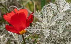 Tulpe mit Silbergeiskraut 