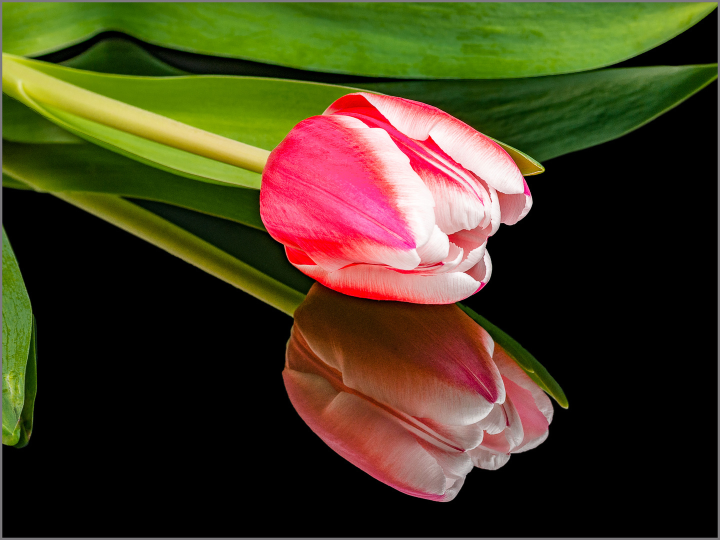 Tulpe mit Spiegelbild