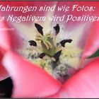 Tulpe mit Spruch