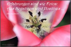 Tulpe mit Spruch