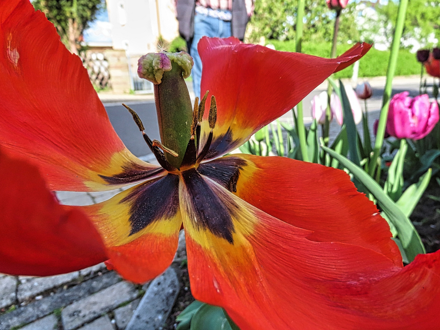 Tulpe mit Stempel und Staubgefäßen