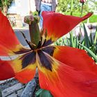 Tulpe mit Stempel und Staubgefäßen