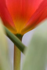 Tulpe mit Stiel 01