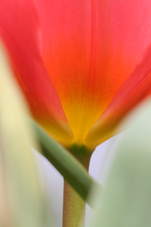 Tulpe mit Stiel 02