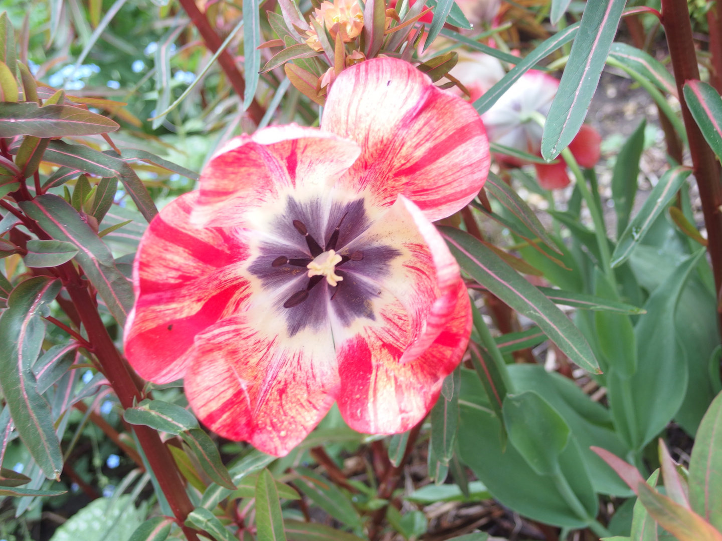 Tulpe mit Streifen