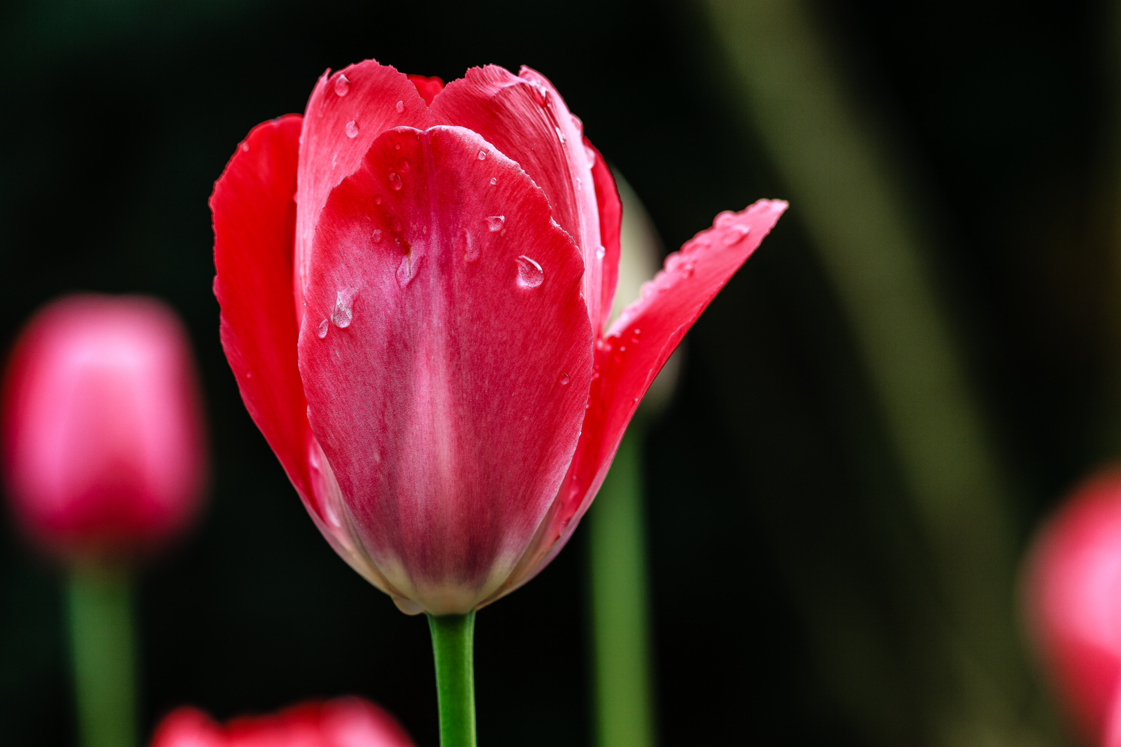 Tulpe mit "Tränen"