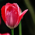 Tulpe mit "Tränen"