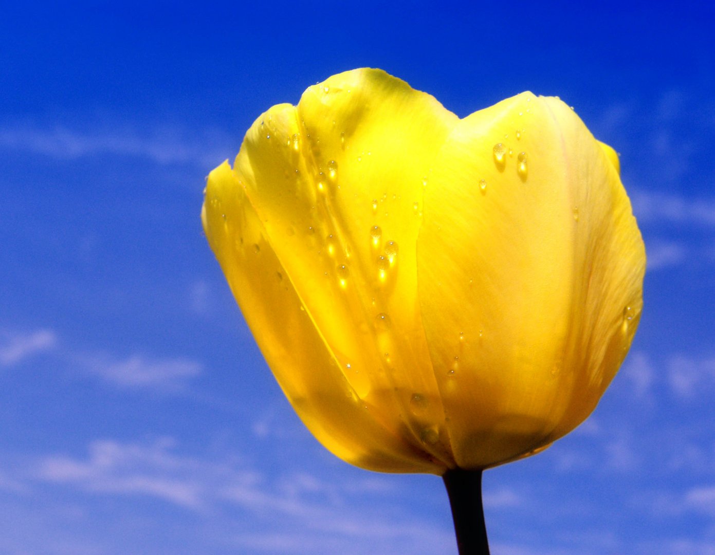 Tulpe mit Tropfen