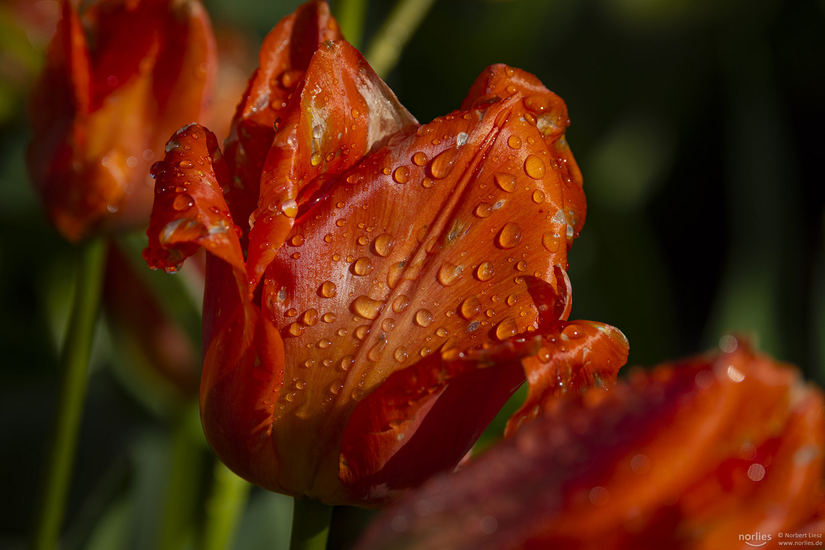 Tulpe mit Tropfen