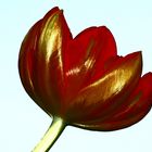 Tulpe mit Verfremdungseffekt
