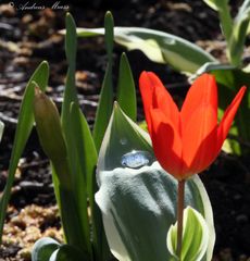 Tulpe mit Wasser