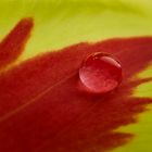 Tulpe mit Wassertropfen