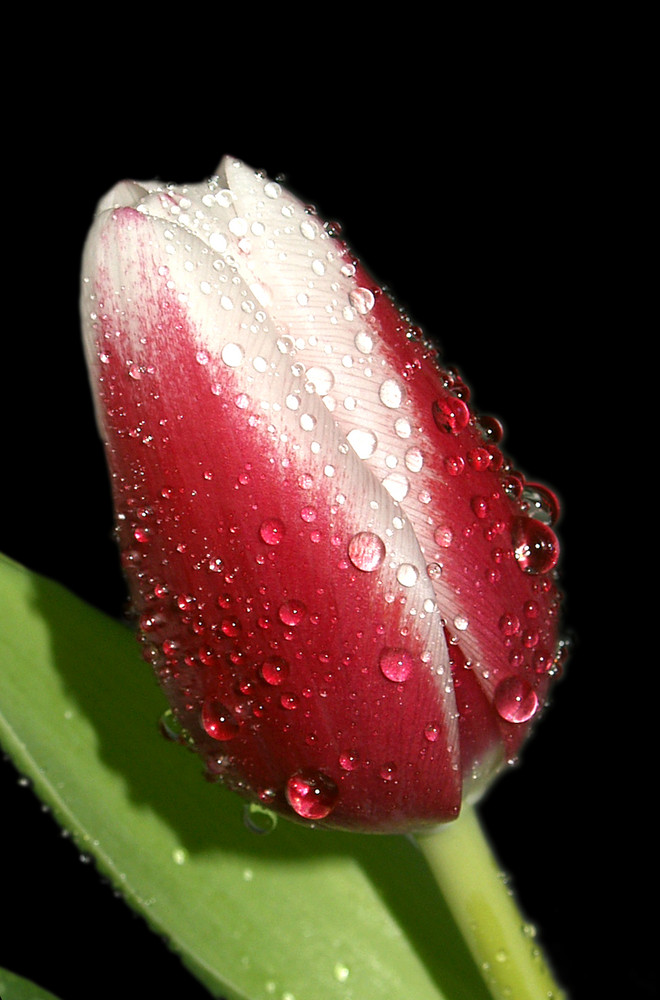 Tulpe mit Wassertropfen