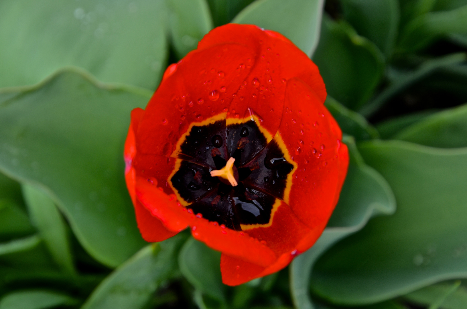 Tulpe mit Wassertropfen