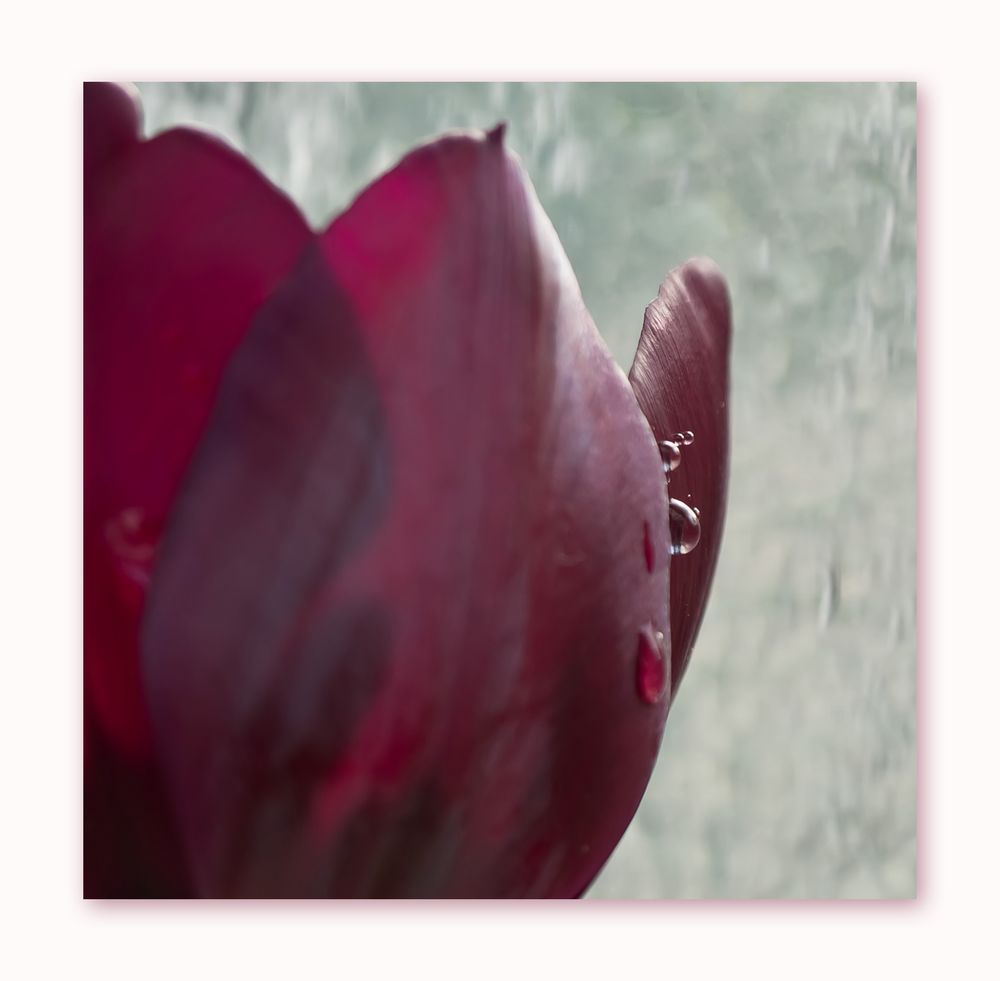 ~ Tulpe mit Wassertropfen ~