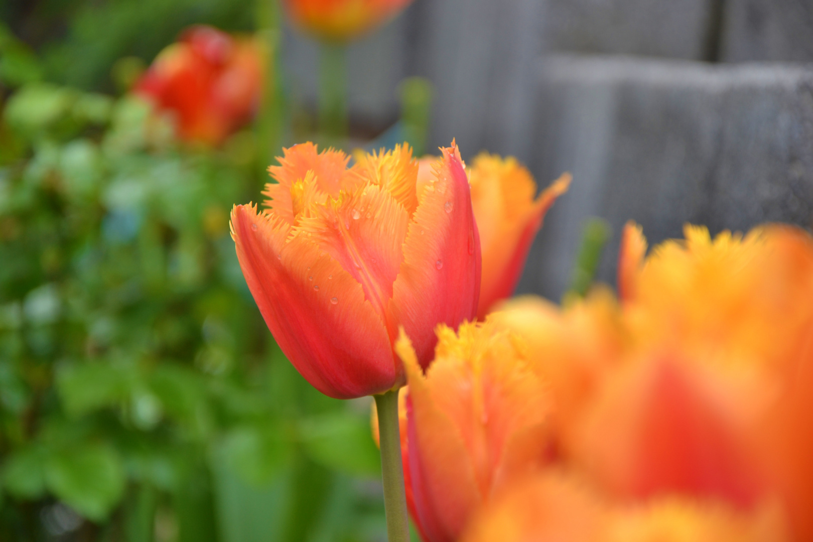 Tulpe mit Wassertropfen