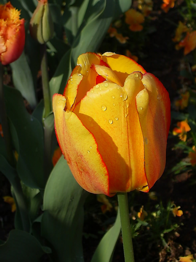 Tulpe mit Wassertropfen