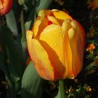 Tulpe mit Wassertropfen