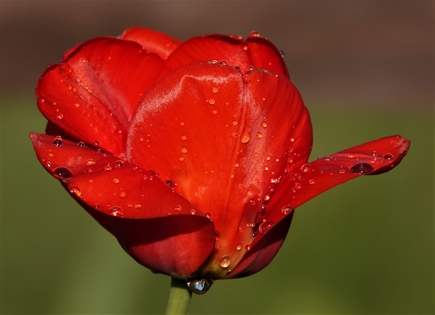 Tulpe mit Wassertropfen