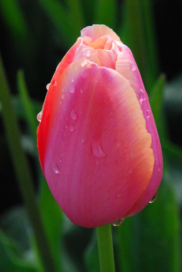 Tulpe mit Wassertropfen