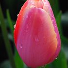 Tulpe mit Wassertropfen
