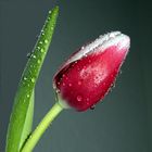 Tulpe mit Wassertropfen