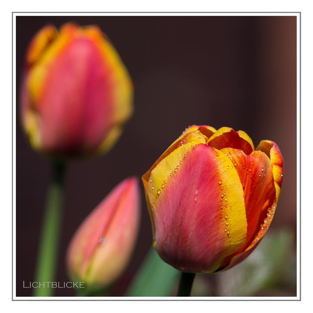 Tulpe mit Wassertropfen