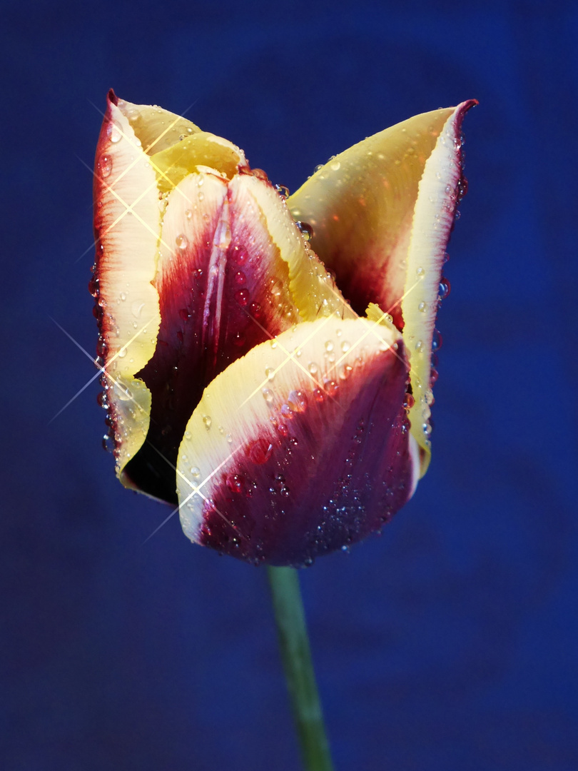 Tulpe mit Wassertropfen