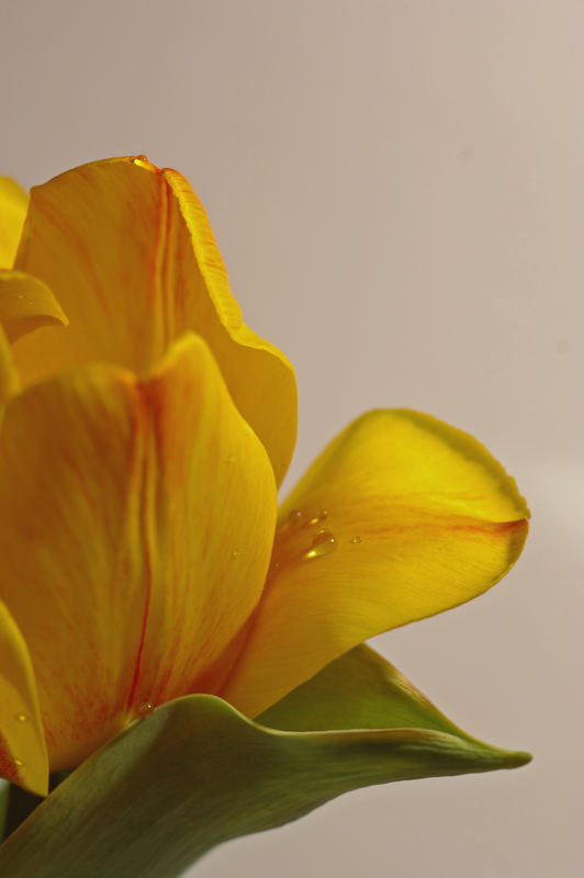 Tulpe mit Wassertropfen