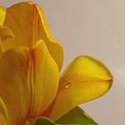 Tulpe mit Wassertropfen