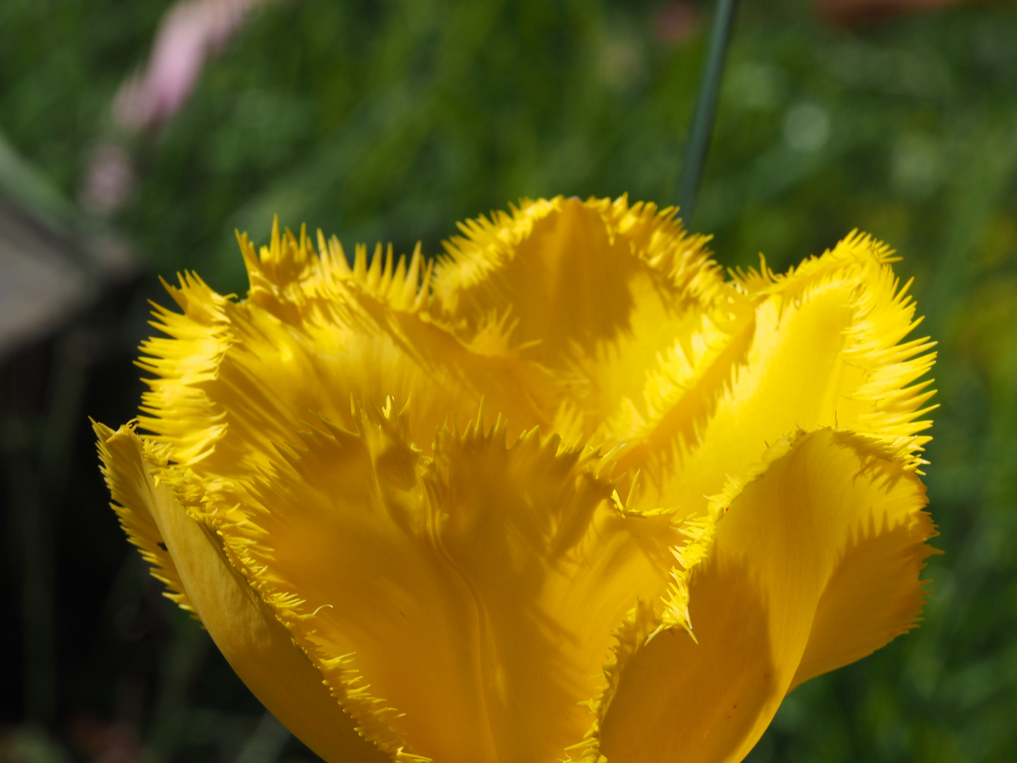 Tulpe? mit "Zähnen") P5030080