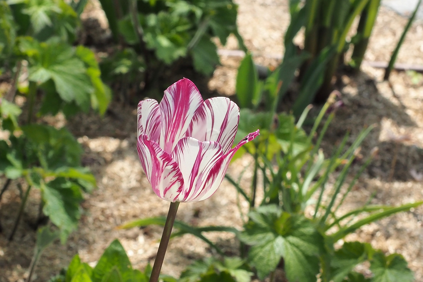 Tulpe mit Zeichnung in Tulln