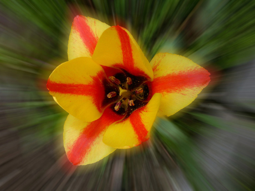 Tulpe mit Zoomunschärfe