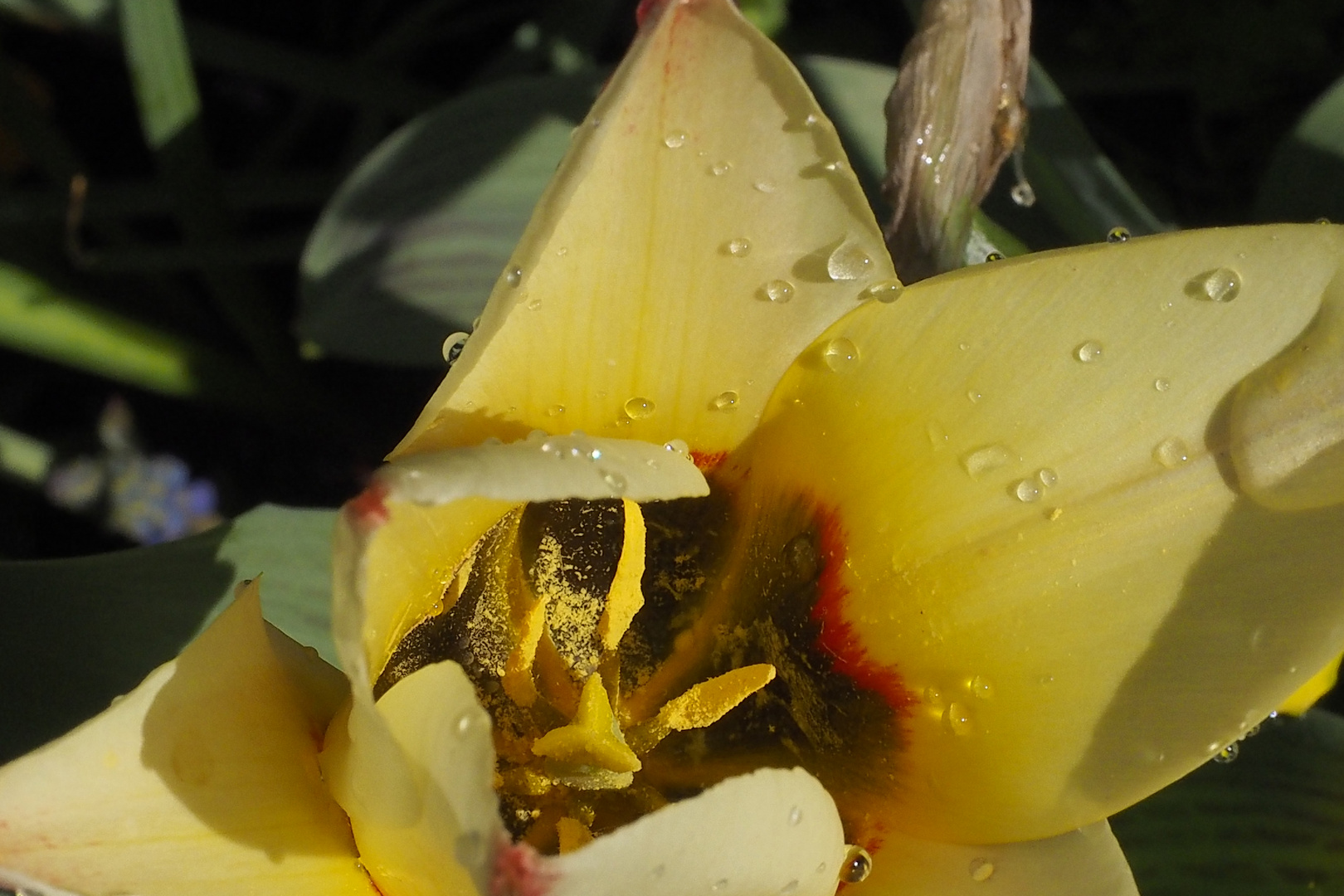 Tulpe mitten ins Herz