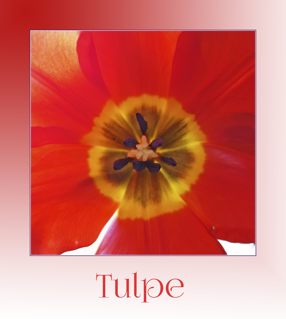 Tulpe - MiWoBlü