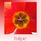 Tulpe - MiWoBlü