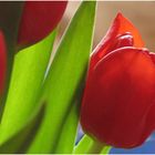 Tulpe modern-Art