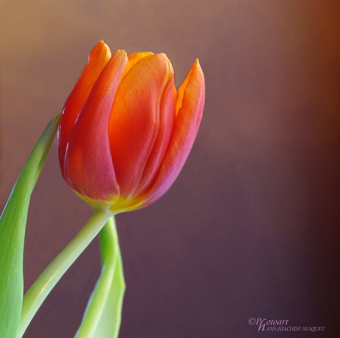 Tulpe & Musik