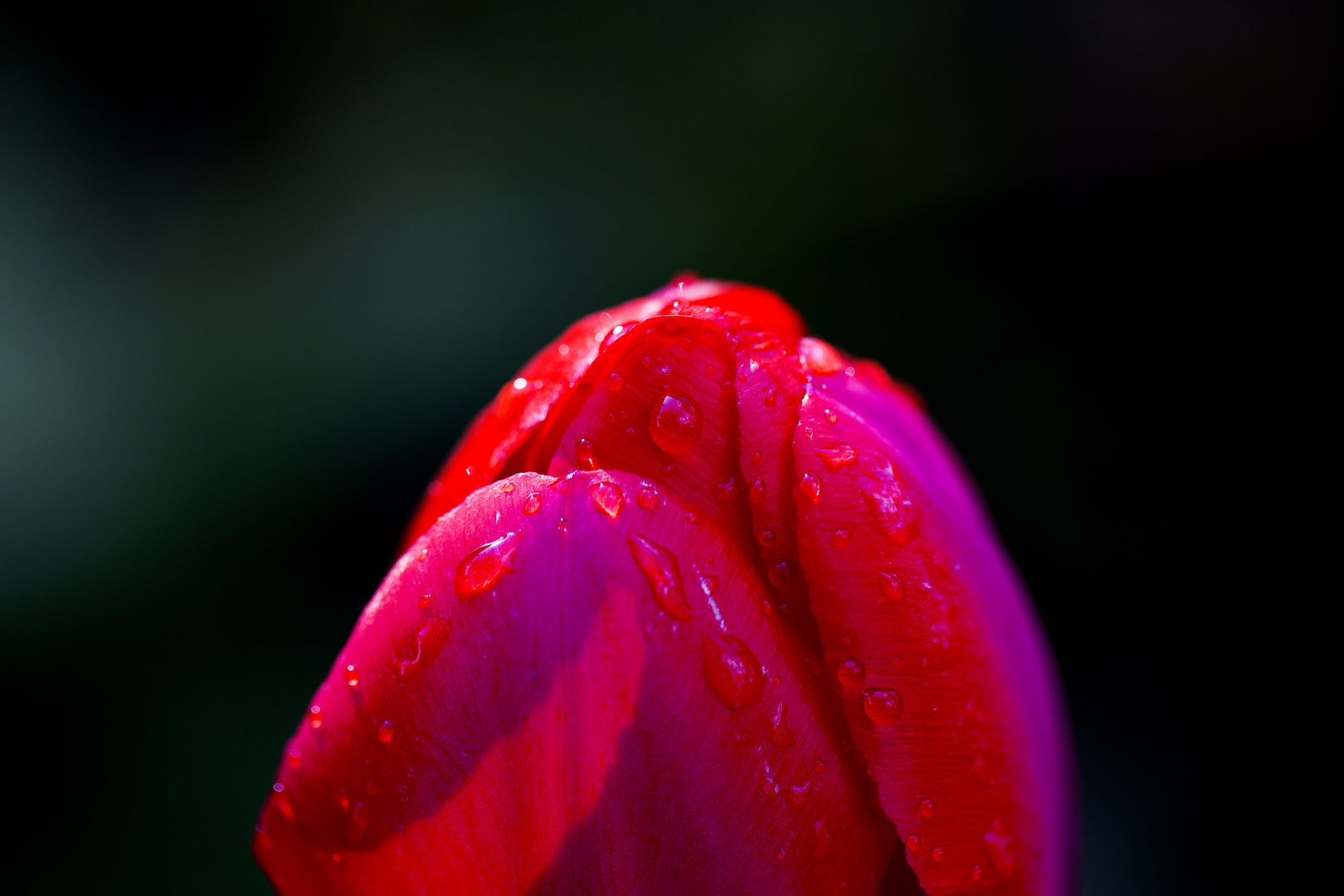 Tulpe nach dem Mni-Regen