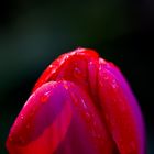 Tulpe nach dem Mni-Regen