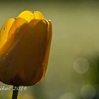 Tulpe nach dem Regen