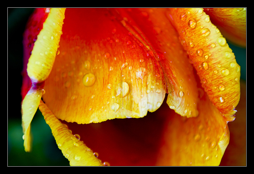 Tulpe nach dem Regen (2)