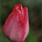 Tulpe nach dem Regen