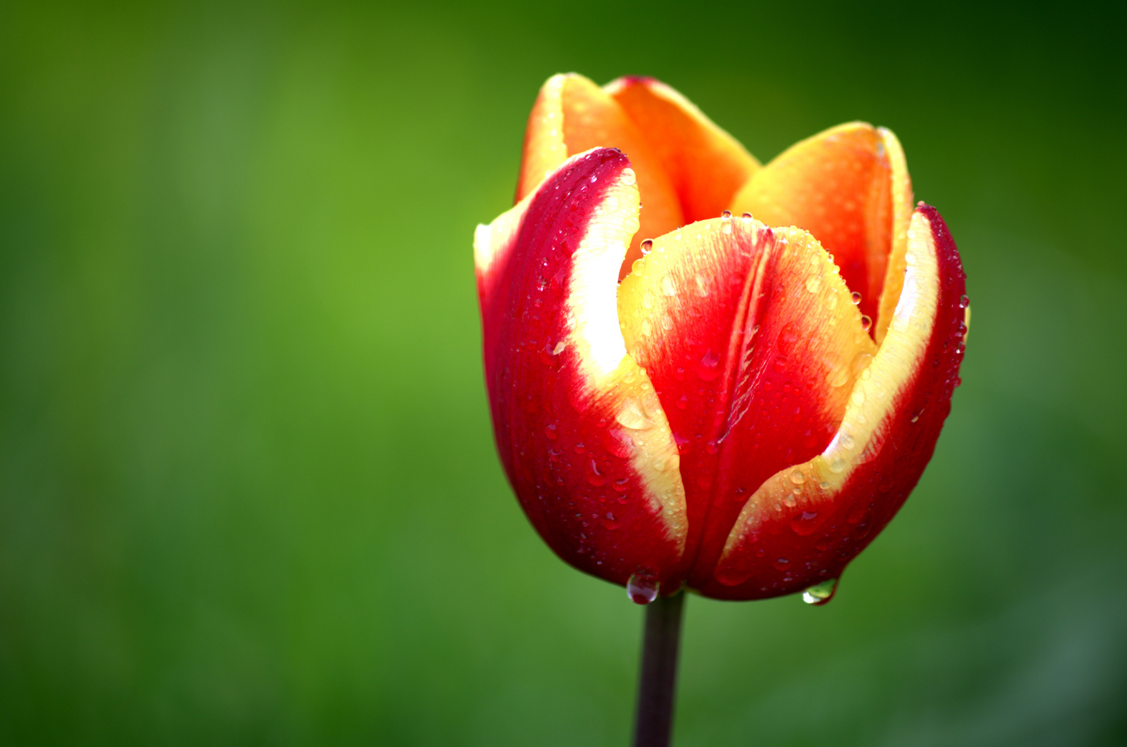 Tulpe nach dem Regen