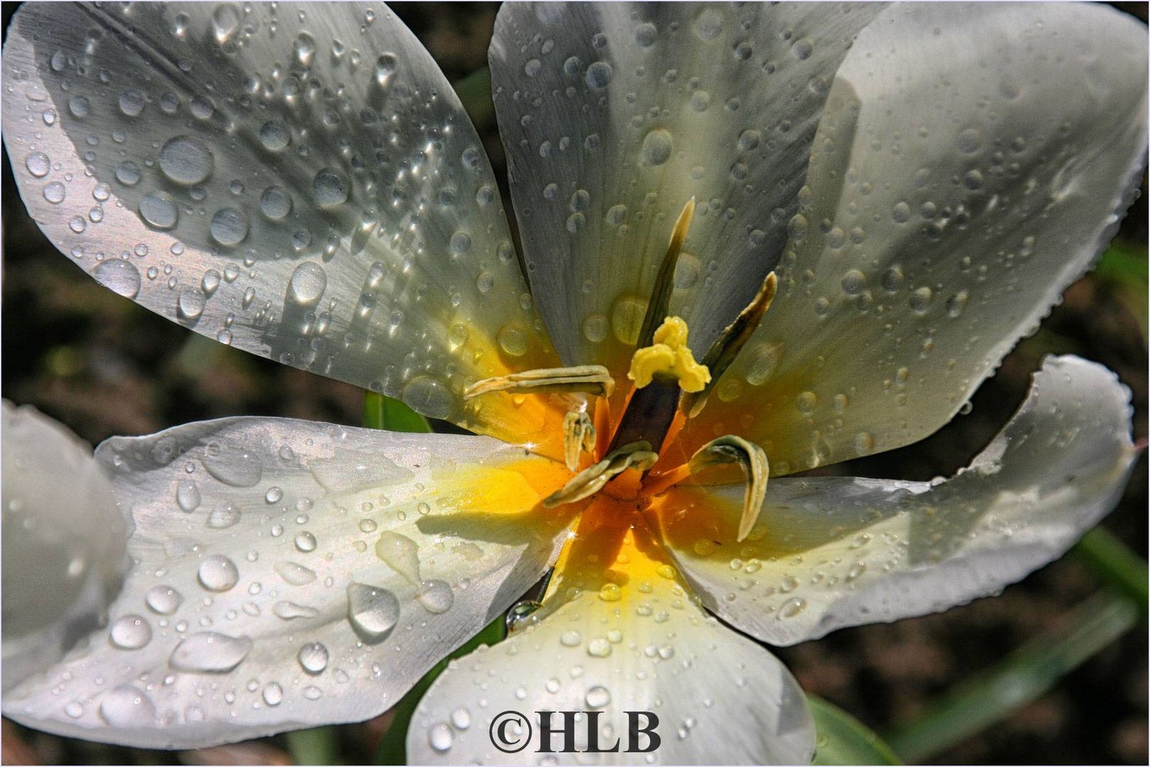 Tulpe nach dem Regen