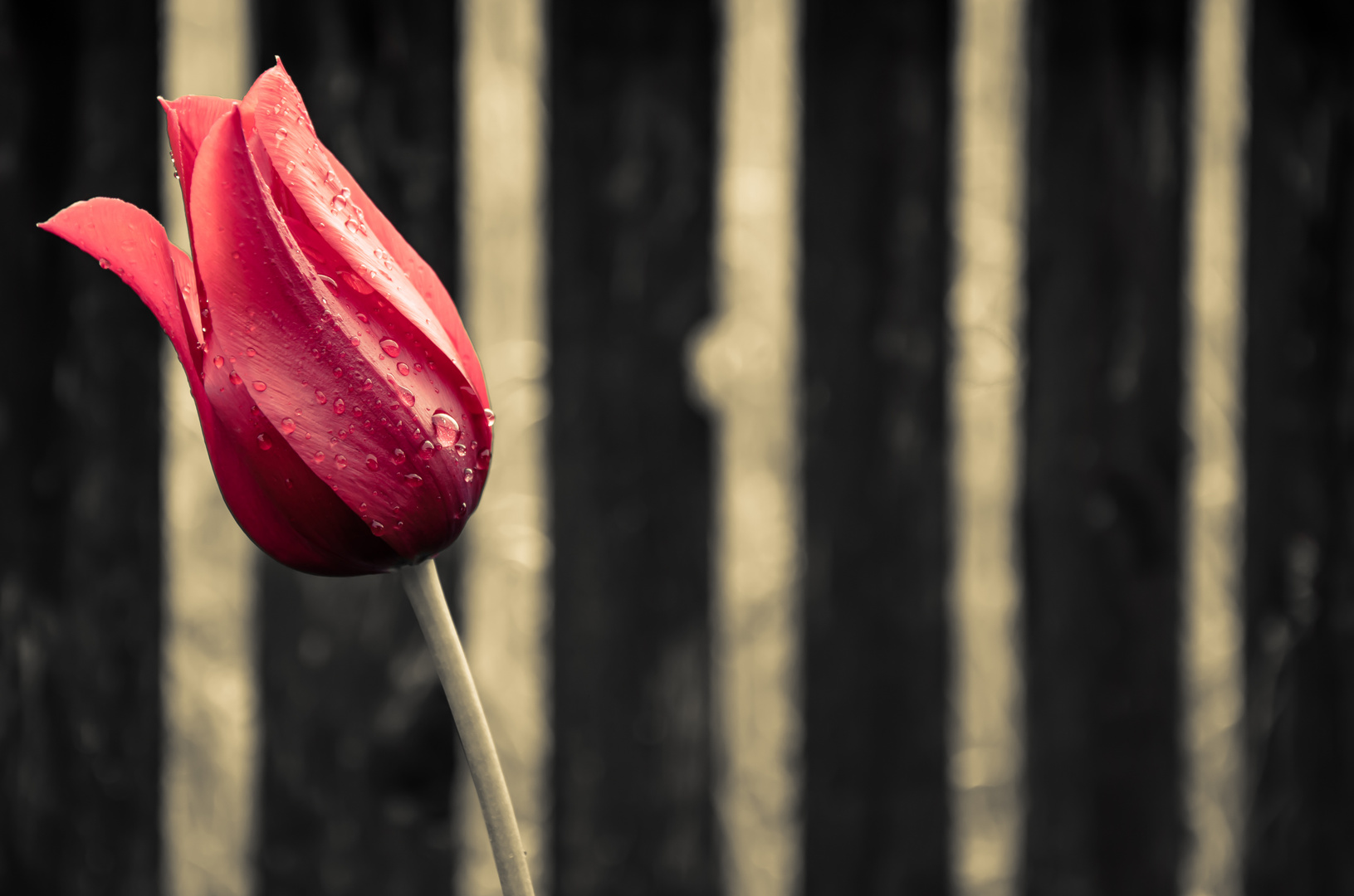 Tulpe nach dem Regen